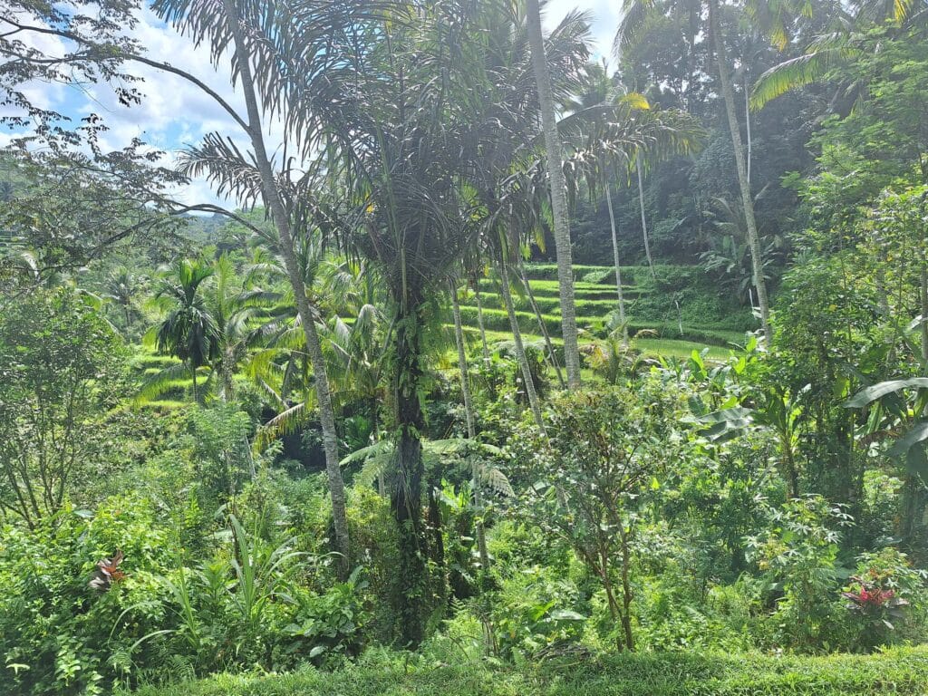 bali gallery